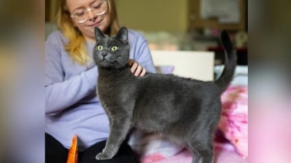 Illustration : En détectant à l’avance les malaises cardiaques de sa maîtresse, ce chat héroïque lui évite bien des blessures (vidéo)