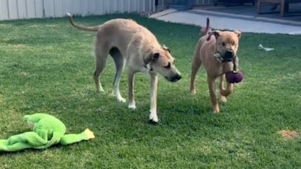 Illustration : Toujours présente pour son meilleur ami aveugle, cette gentille chienne l’aide à retrouver ses jouets (vidéo)
