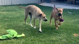 Illustration : "Toujours présente pour son meilleur ami aveugle, cette gentille chienne l’aide à retrouver ses jouets (vidéo)"