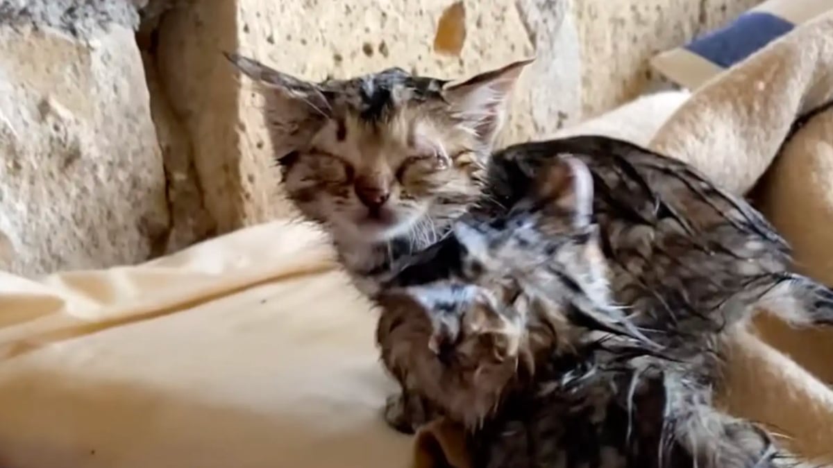 Illustration : "Après le passage d’une tempête, il trouve 2 chatons trempés et craintifs qui deviennent ses fidèles compagnons d’aventures"
