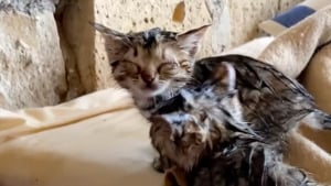 Illustration : "Après le passage d’une tempête, il trouve 2 chatons trempés et craintifs qui deviennent ses fidèles compagnons d’aventures"