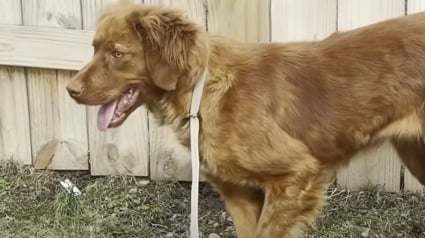 Illustration : Terrorisée à l’idée de sortir, cette chienne a trouvé le courage de revivre grâce à ses frères et soeurs à 4 pattes (vidéo)