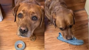 Illustration : "Recalé au concours de chien d'assistance, ce Labrador déborde d’idées pour venir en aide à sa maîtresse au quotidien (vidéo)"