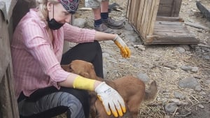 Illustration : "Après la perte de leur chien adopté en Turquie, un couple peiné prend l'avion pour se rendre dans son pays d'origine afin de reconstruire un refuge ravagé par les flammes"