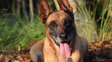 Illustration : Le bourreau du Malinois enfermé dans une cave et amputé a été condamné par la justice