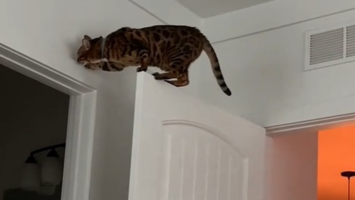 Illustration : "Ils sont accusés de nuisances sonores par leur voisin du dessous, puis comprennent que leur chat n’est pas innocent (vidéo) "