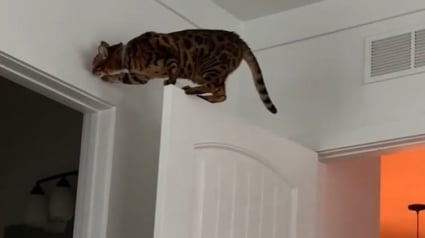Illustration : Ils sont accusés de nuisances sonores par leur voisin du dessous, puis comprennent que leur chat n’est pas innocent (vidéo) 