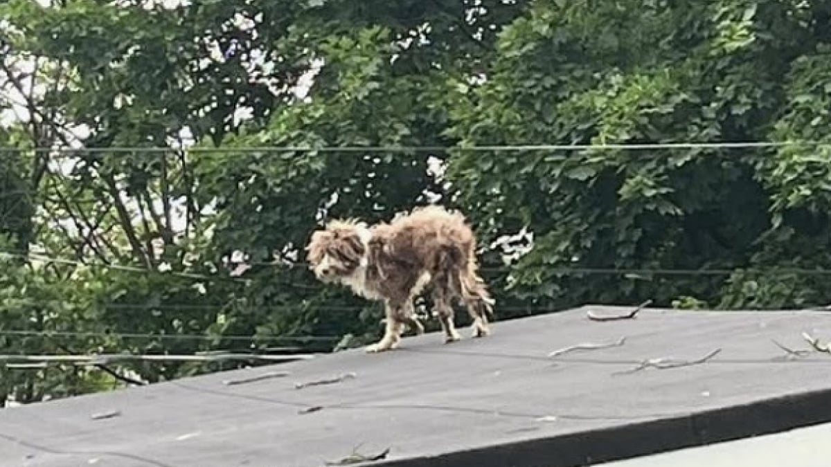 Illustration : "Un homme croit voir un tas de poils sur le toit et comprend qu’un chien attend d’être sauvé"