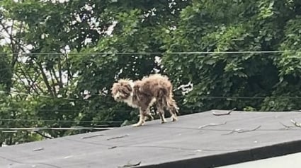 Illustration : Un homme croit voir un tas de poils sur le toit et comprend qu’un chien attend d’être sauvé