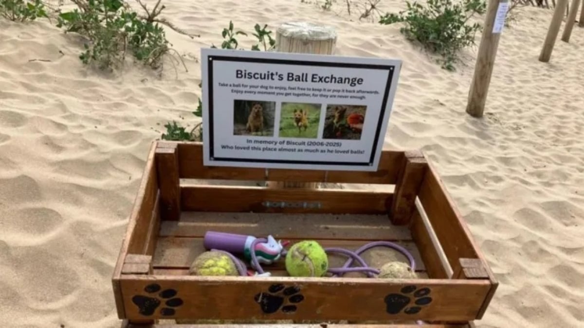 Illustration : "Après la perte de son chien, une femme place un coffre sur la plage en son honneur renfermant tous ses jouets pour que les autres chiens en profitent"