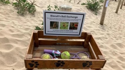 Illustration : Après la perte de son chien, une femme place un coffre sur la plage en son honneur renfermant tous ses jouets pour que les autres chiens en profitent