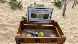 Illustration : "Après la perte de son chien, une femme place un coffre sur la plage en son honneur renfermant tous ses jouets pour que les autres chiens en profitent"