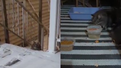Illustration : Découvert errant en pleine tempête de neige, ce magnifique chat tigré obtient l’aide d’une famille bienveillante