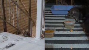 Illustration : D&eacute;couvert errant en pleine temp&ecirc;te de neige, ce magnifique chat tigr&eacute; obtient l&rsquo;aide d&rsquo;une famille bienveillante
