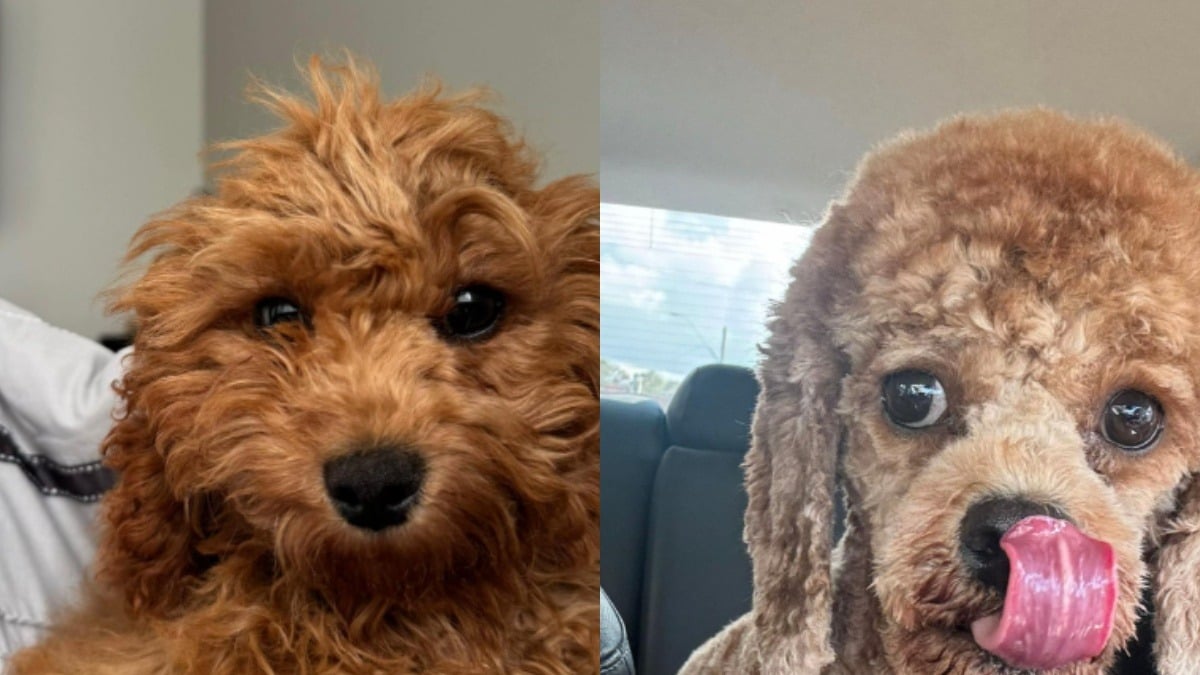 Illustration : "Il dépose son chien chez le toiletteur et ne cesse de rire face à sa nouvelle coupe atypique quand il le récupère (vidéo)"