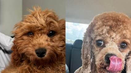 Illustration : Il dépose son chien chez le toiletteur et ne cesse de rire face à sa nouvelle coupe atypique quand il le récupère (vidéo)