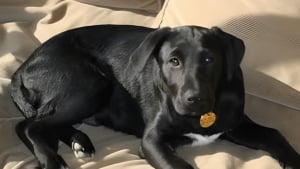 Illustration : "Un Labrador rapportait chaque matin des œufs de cane, un jour il décide d’en garder un et de l'offrir à ses maîtres pour une raison touchante"