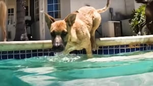 Illustration : "Séparé de sa famille après son sauvetage au bord d'une route, un chien la retrouve le temps d'une fête inoubliable autour de la piscine"