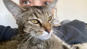 Illustration : "5 semaines après son énigmatique disparition, une chatte rentre chez elle tout aussi mystérieusement, amaigrie mais saine et sauve"