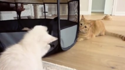 Illustration : Après un premier face-à-face plein de curiosité et de méfiance, une chatte profite de la sieste de sa nouvelle petite soeur pour lui manifester son affection (vidéo) 