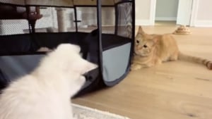 Illustration : "Après un premier face-à-face plein de curiosité et de méfiance, une chatte profite de la sieste de sa nouvelle petite soeur pour lui manifester son affection (vidéo) "