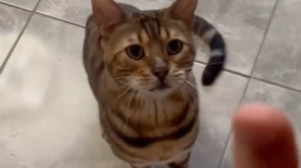 Illustration : Ce chat Bengal à la voix de chanteur rock agit littéralement comme un chien : s’asseoir, se coucher ou encore donner la patte (vidéo)