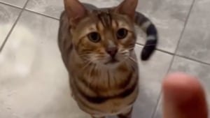 Illustration : "Ce chat Bengal à la voix de chanteur rock agit littéralement comme un chien : s’asseoir, se coucher ou encore donner la patte (vidéo)"