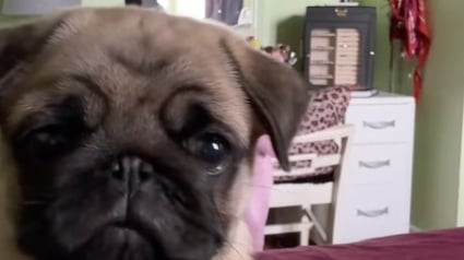 Illustration : Un adorable chiot Carlin découvre son reflet sur le téléphone de sa maîtresse et ne comprend pas ce qu'il voit (vidéo)