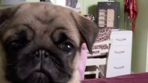 Illustration : "Un adorable chiot Carlin découvre son reflet sur le téléphone de sa maîtresse et ne comprend pas ce qu'il voit (vidéo)"