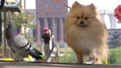 Illustration : Une femme endeuillée trouve du réconfort dans l’amitié inattendue entre son chien et un pigeon (vidéo)