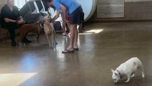 Illustration : Employés, voisins et pompiers interviennent en urgence pour secourir 70 chiens pris au piège par les flammes dans une pension