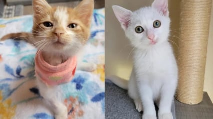 Illustration : Trouvée cachée dans un pneu, une petite chatte errante renaît grâce à l’amitié d’un chaton à 3 pattes