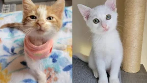 Illustration : "Trouvée cachée dans un pneu, une petite chatte errante renaît grâce à l’amitié d’un chaton à 3 pattes"