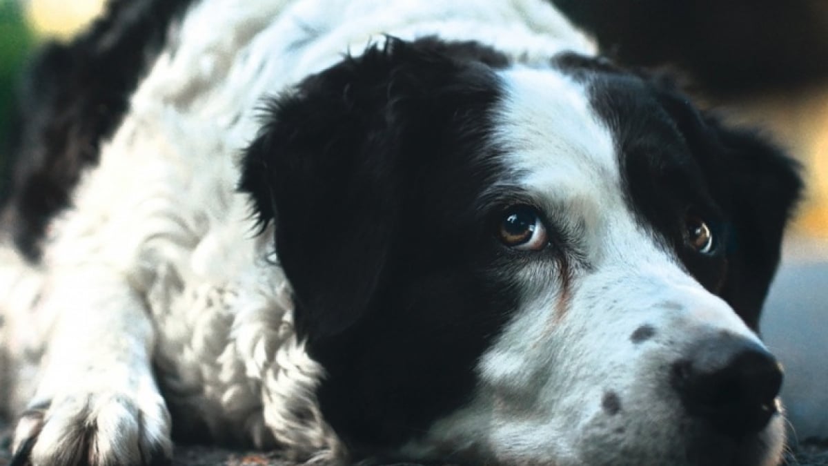 Illustration : "Avec le spot « Tu n’abandonnes jamais », la SPA dit merci aux maîtres qui restent aux côtés de leur animal jusqu'au bout"
