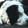 Illustration : Avec le spot &laquo; Tu n&rsquo;abandonnes jamais &raquo;, la SPA dit merci aux ma&icirc;tres qui restent aux c&ocirc;t&eacute;s de leur animal jusqu'au bout