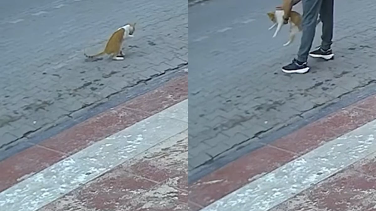 Illustration : "Voyant un chat qui fait d'étranges mouvements, un passant comprend qu’il est en danger et lui sauve la vie de justesse (vidéo)"