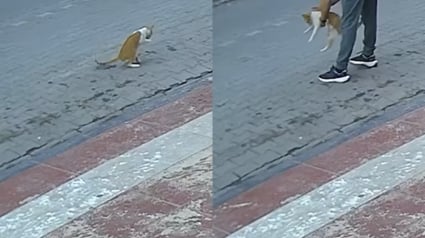 Illustration : Voyant un chat qui fait d'étranges mouvements, un passant comprend qu’il est en danger et lui sauve la vie de justesse (vidéo)