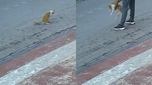 Illustration : Voyant un chat qui fait d'étranges mouvements, un passant comprend qu’il est en danger et lui sauve la vie de justesse (vidéo)