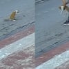 Illustration : Voyant un chat qui fait d'étranges mouvements, un passant comprend qu’il est en danger et lui sauve la vie de justesse (vidéo)