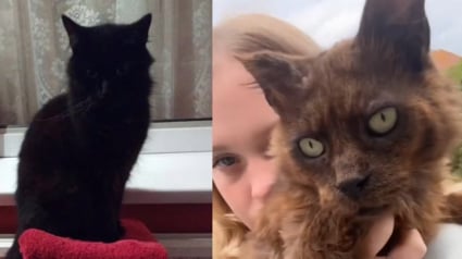 Illustration : Une famille retrouve son chat disparu 10 ans plus tôt grâce à sa puce et découvre ses tristes conditions de vie (vidéo)
