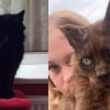 Illustration : Une famille retrouve son chat disparu 10 ans plus tôt grâce à sa puce et découvre ses tristes conditions de vie (vidéo)