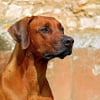 Illustration : 11 indices qui montrent que votre chien est un véritable prodige