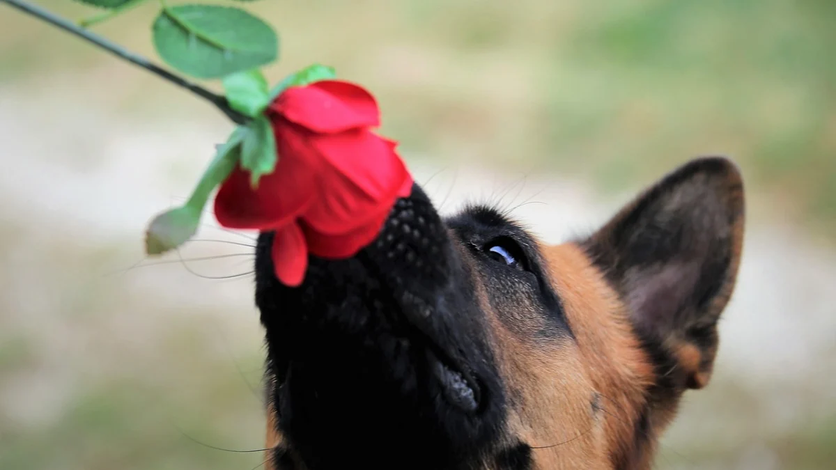 Illustration : "12 raisons pour lesquelles les chiens arrivent toujours à conquérir notre coeur"