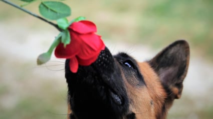 Illustration : 12 raisons pour lesquelles les chiens arrivent toujours à conquérir notre coeur
