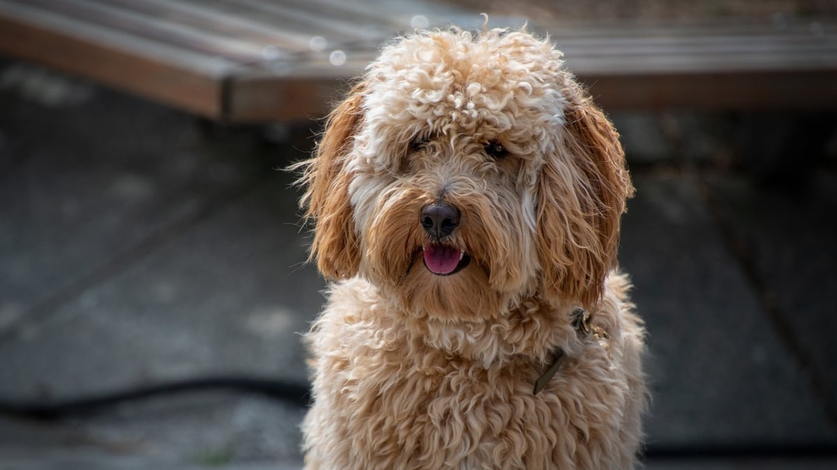 Illustration : "10 comportements qui prouvent que votre chien est heureux"
