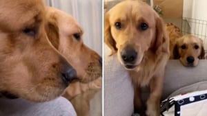 Illustration : "Tous les matins, devant la porte de leur maîtresse, 2 Goldens Retrievers attendent leur tour pour voir le bébé qu’ils aiment plus que tout (vidéo)"