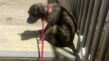 Illustration : Une femme capture en vidéo le regard déchirant d’une chienne abandonnée en pleine rue un soir de feux d’artifice qui attend sa nouvelle famille aimante