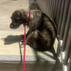 Illustration : Une femme capture en vidéo le regard déchirant d’une chienne abandonnée en pleine rue un soir de feux d’artifice qui attend sa nouvelle famille aimante