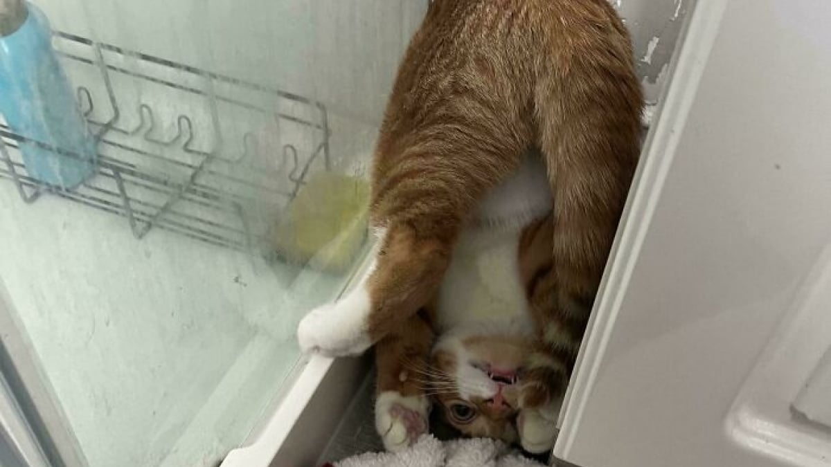 Illustration : "15 photos qui prouvent que les chats roux ne sont pas des matous comme les autres"