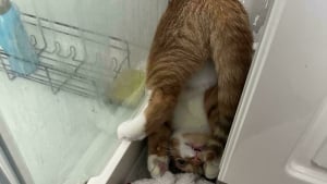Illustration : 15 photos qui prouvent que les chats roux ne sont pas des matous comme les autres